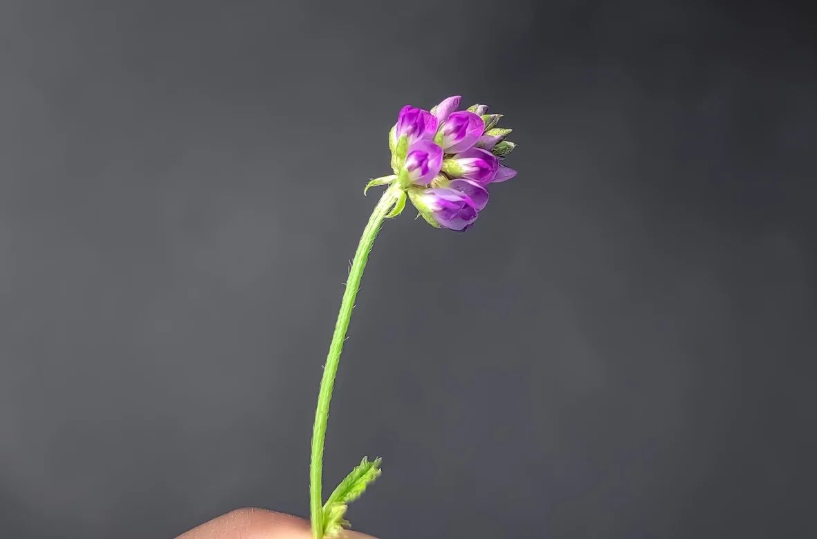 I suoi benefici sulla pelle sono diversi, per questo stella cosmetici ha deciso di utilizzare il bakuchiol