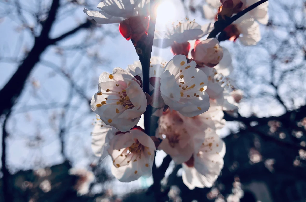 L'allergia primaverile può portare rossori sulla pelle, contrastala con la mist di stella cosmetici